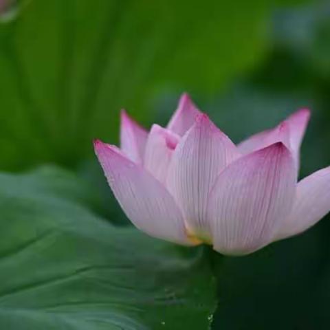 清雅荷塘，美丽曹村。