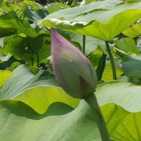 曹村荷花，绚丽多姿