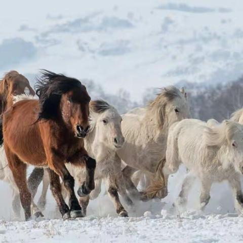 马踏飞雪