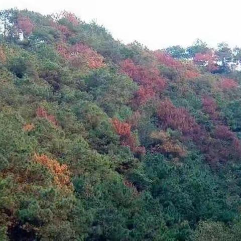 防控松材线虫，保护绿色家园---尤溪县5.12林草生物灾害防控宣传周活动宣传材料之一