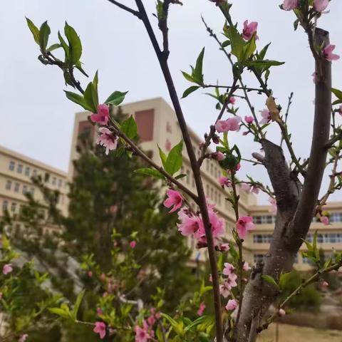 深耕诗意春天，推进深度教学 ——榆社县小学教师学习力课程培训