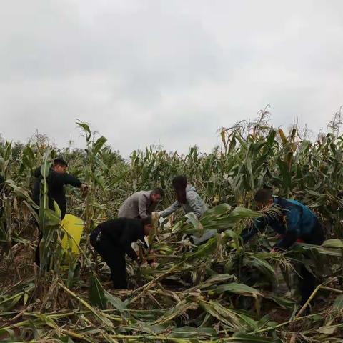 助秋收 解民忧 渠子镇永太便民中心在行动