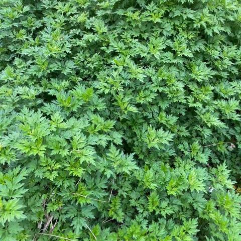 清明未到，清明果先吃，家的味道