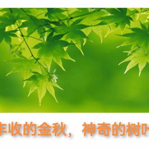 丰收的金秋   神奇的树叶   →_→          一(13)班树叶贴画展