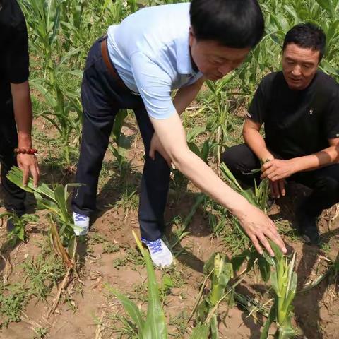 冰雹灾害真无情   乌拖设备来解难