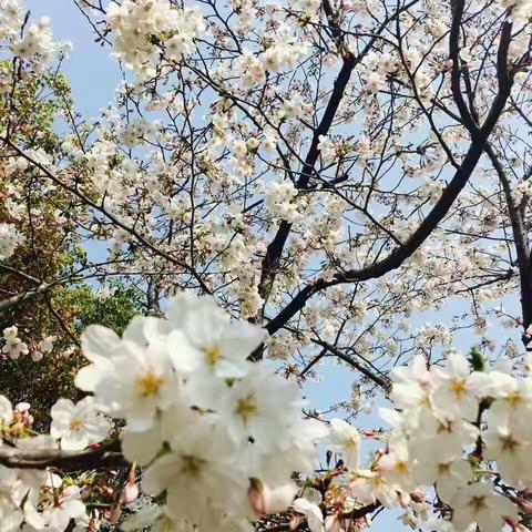 若待滨汾花似锦，出门俱是看花人