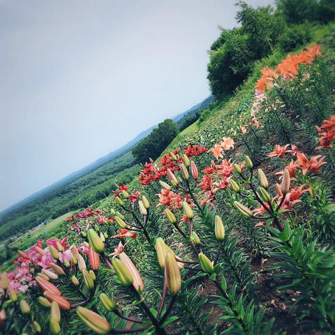 长白山百合园！百亩花海来了！