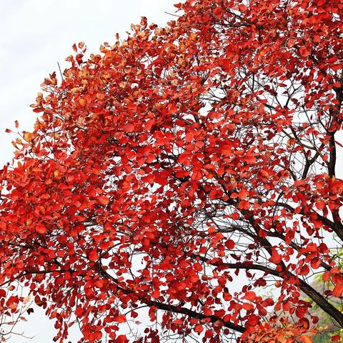 金秋十月·万山红遍·丛林尽染·【章丘莲花山一日游随拍】