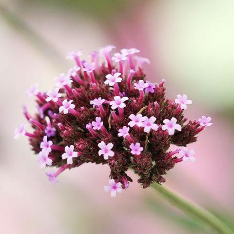 万达国旅&铛铛行&一日游纪实【平阴县芳蕾玫瑰花乡】