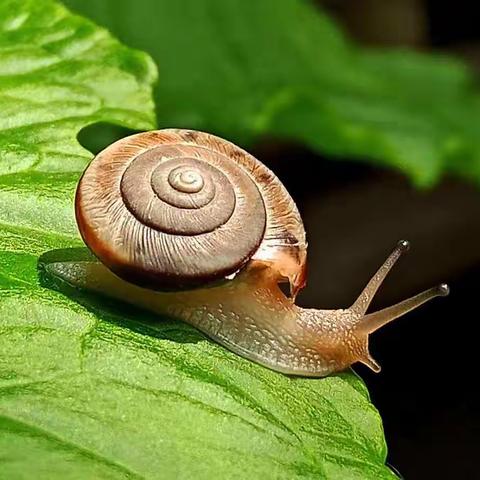 中一班探索自然——你好，小蜗牛🐌！