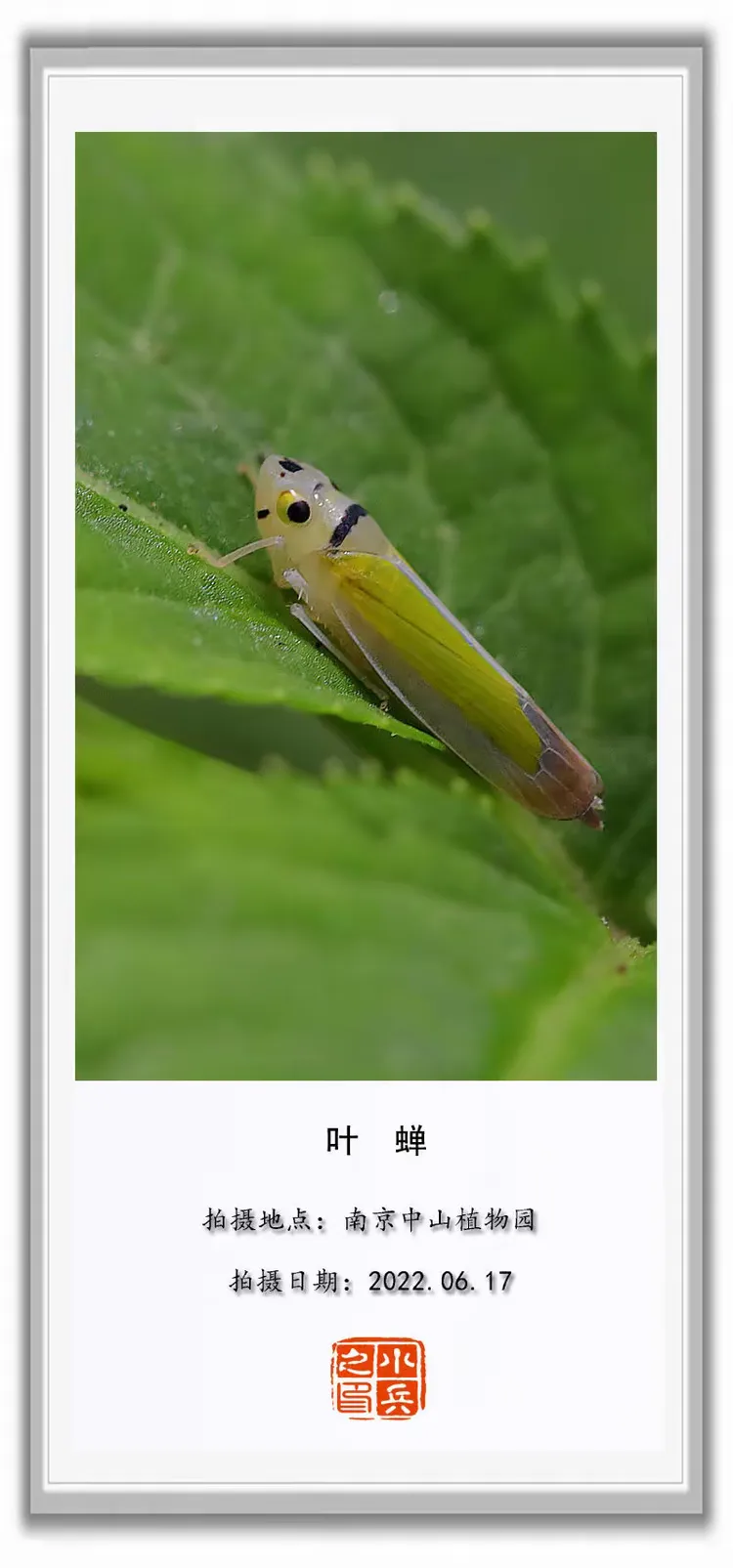 小兵昆虫⑥--- 各种蝉(48张图片)