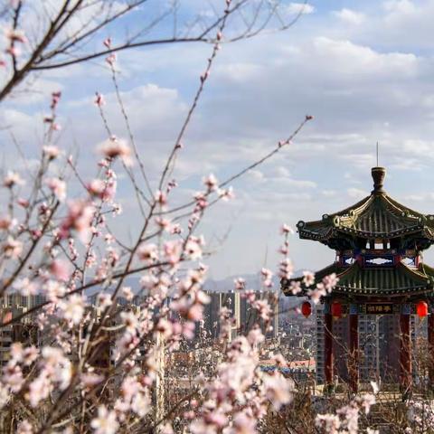 四月花开 风拂杨柳