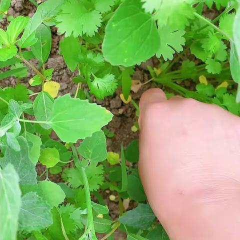 我的小菜园儿