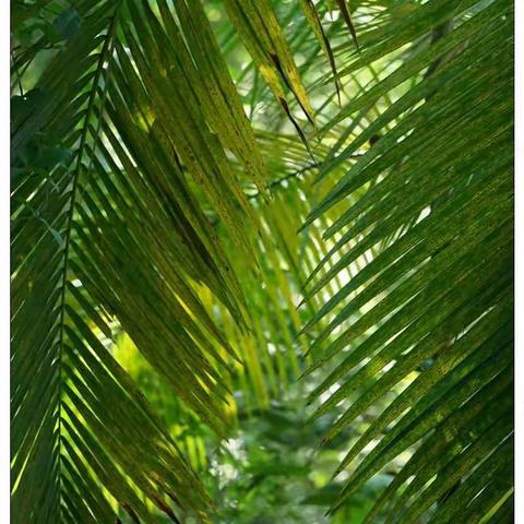 美洲游之二：巴西伊瓜苏百鸟园（原创）