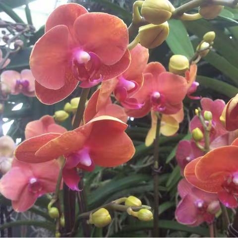 2018纽约植物园兰花展（New York Botanical Garden)