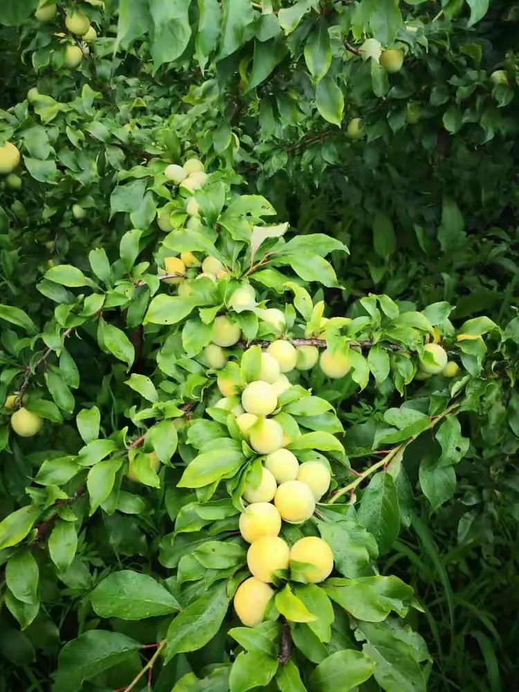 负离子含量高,种植了2万余棵果树,是长春市首家综合性休闲农庄