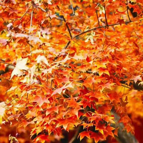 11月3~4日特组织发起北京香山枫叶🍁八达岭长城赏秋两日游活动