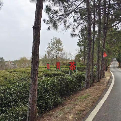 沿着高速找春天  游红安“知青茶场”