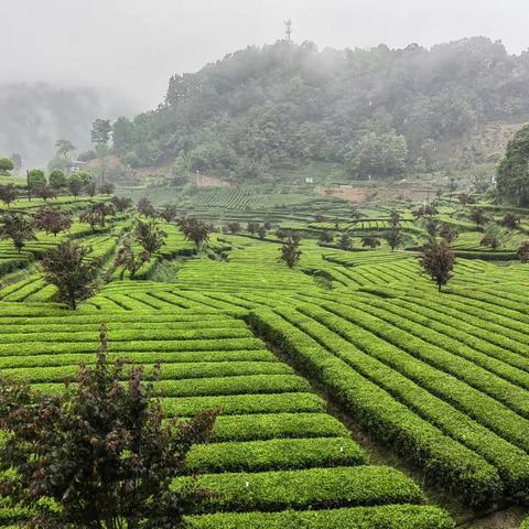 传承手工制茶技艺 助推乡村产业振兴