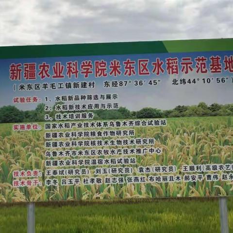 参观新疆农科院水稻示范基地