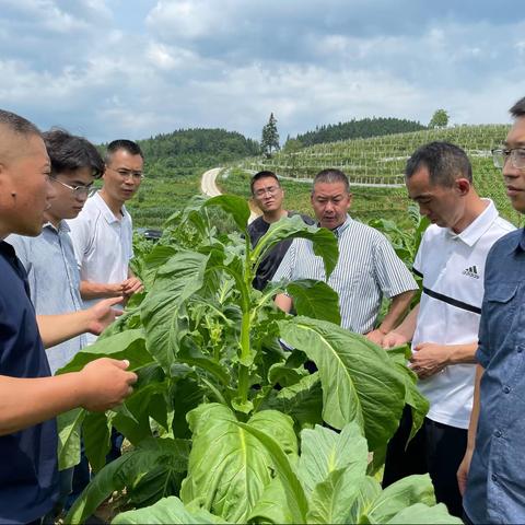 湖北中烟烟叶基地科（物资采购中心）汪健科长一行到镇雄考察烤烟生产情况