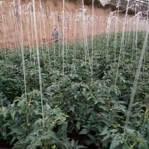 科学实践---做个小温室