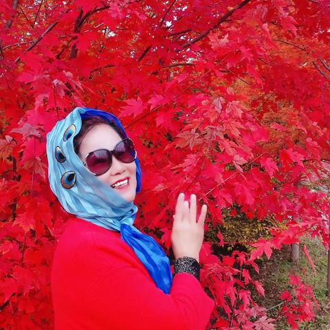 金秋十月，沈阳浑南万家岭，苗圃村，红枫叶🍁太美了，美好时光留住美好回忆！🍁🍁🌹🌹