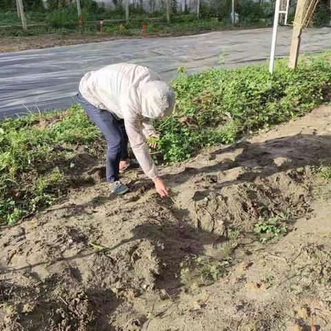 南繁育制种实验室7月6日工作总结