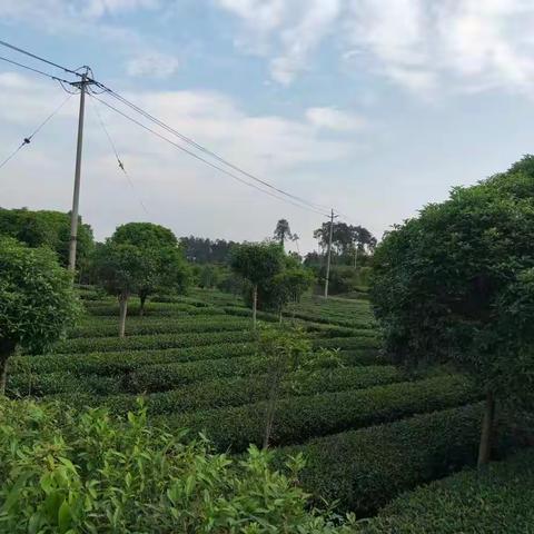 春风风人，夏雨雨人——南幼中班亲子实践活动