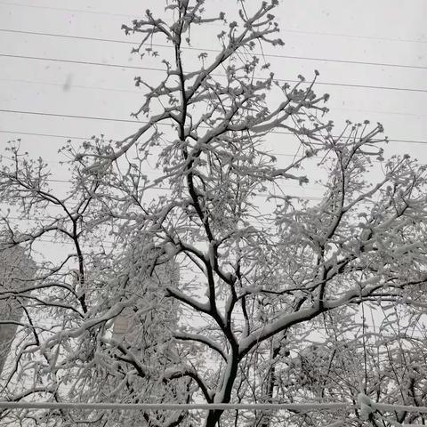 天晨物业瑞雪兆丰年