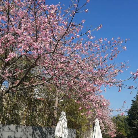 私家泳池大温泉池双麻将新豪华装修十房别墅从化富力泉天下可加床19床