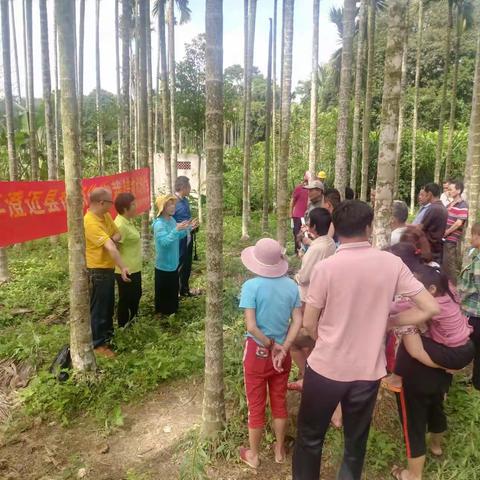 【澄迈县热带作物服务中心】提高槟榔管理水平、掌握肥药实用技术——热带作物栽培技术培训会