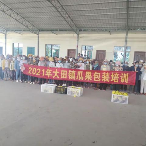 大田镇举办第二期火龙果包装培训