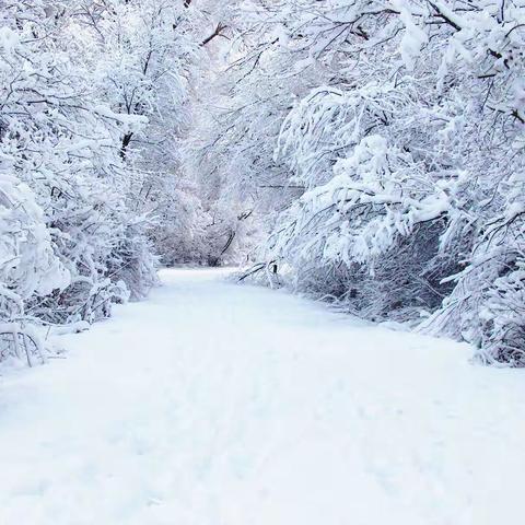 雪里一行追忆