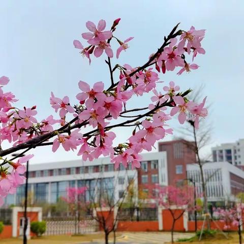 遇见，倾听教师成长的拔节声——南雄市黎灿学校举行第二届青年教师教学能力大赛（语文组）决赛