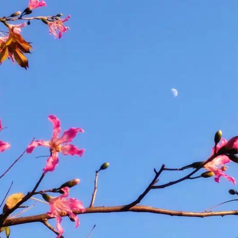 秀技能百花争艳，砺成长扬帆起航——南雄市第二届小学语文青年教师教学能力大赛