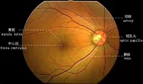 美丽的眼底世界