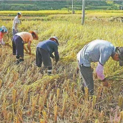 餐餐光盘，绝不浪费——彰冠镇富乐幼儿园主题活动