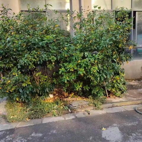 芬莉袜业垃圾分类整改