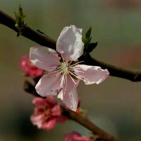 沙窝之桃花园掠影……