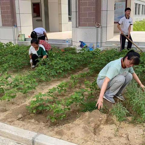 劳动最快乐 汗水最甘甜——建安区实验中学教育集团建安中学校区开展劳动实践活动