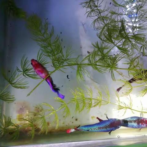 南繁育制种实验室5月11号至17号一周工作总结