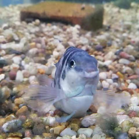 南繁育制种实验室4月20号至26号一周工作总结