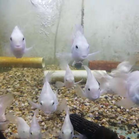 南繁育制种实验室6月15至21号一周工作总结