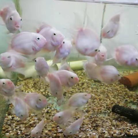 南繁育制种实验室7月25号至8月2号一周工作总结