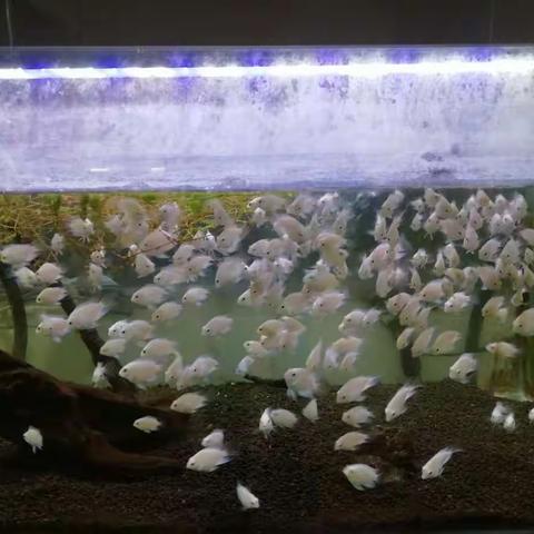 南繁育制种实验室8月3号至8月9号一周工作总结