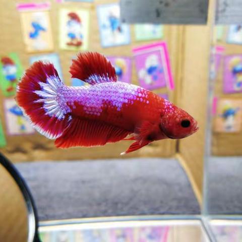 南繁育制种实验室6月8至14号一周工作总结