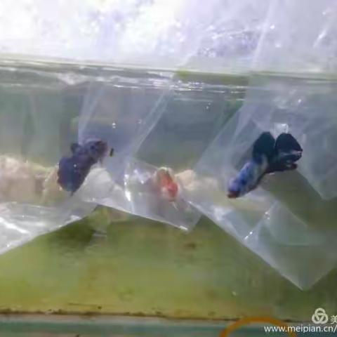 南繁育制种实验室6月1至7号一周工作总结