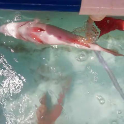 南繁育制种实验室5月4号至5月10号一周工作总结