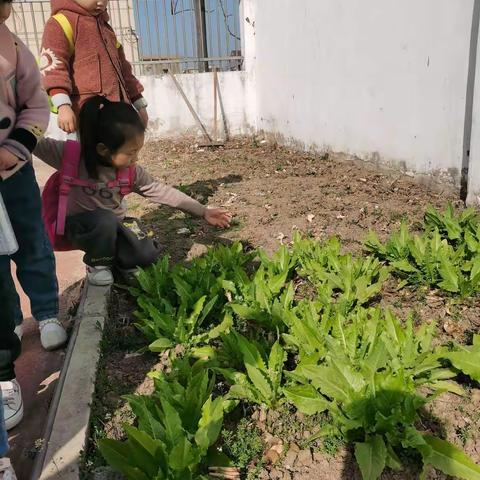 【幼儿户外活动】春暖花开好时节，户外活动正当时——李井幼儿园户外活动